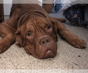 Dogue de Bordeaux Dogs for adoption in Newtown, PA, USA