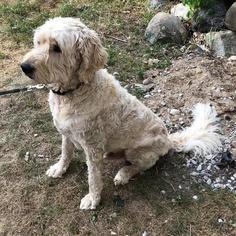 Labradoodle Dogs for adoption in Livonia, MI, USA