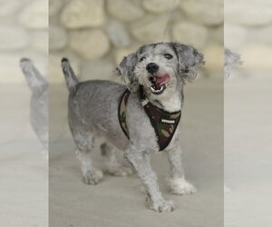 Maltipoo Dogs for adoption in Dana Point, CA, USA