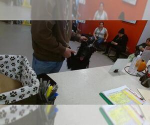 Mutt Dogs for adoption in Louisville, KY, USA