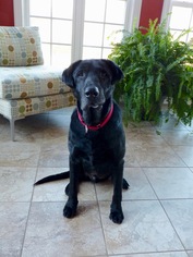Labrador Retriever Dogs for adoption in Gainesville, VA, USA