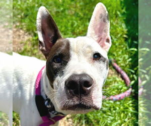 Mutt Dogs for adoption in Jefferson, WI, USA