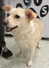 Pembroke Welsh Corgi Dogs for adoption in Conroe, TX, USA