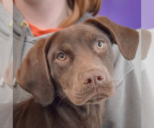 - Mix Dogs for adoption in Huntley, IL, USA