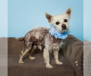 Chihuahua-Unknown Mix Dogs for adoption in Corona, CA, USA
