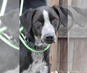 German Shorthaired Pointer-Unknown Mix Dogs for adoption in Siren, WI, USA