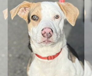 Mutt Dogs for adoption in Canton, CT, USA