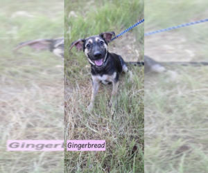 Shepradors Dogs for adoption in Brewster, NY, USA