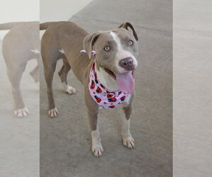 American Pit Bull Terrier-Unknown Mix Dogs for adoption in McKinney, TX, USA