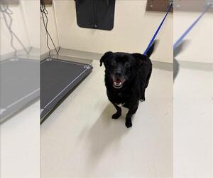 Dachshund Dogs for adoption in Fremont, CA, USA