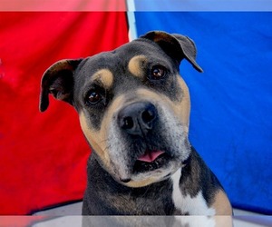 Rottweiler-American Pit Bull Terrier Dogs for adoption in Pasadena, CA, USA