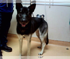 Gerberian Shepsky Dogs for adoption in Martinez, CA, USA