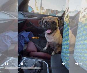 Pug Dogs for adoption in Woodland Hills, CA, USA