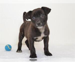 Catahoula Leopard Dog-Unknown Mix Dogs for adoption in Oroville, CA, USA