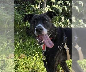 Mutt Dogs for adoption in Alameda, CA, USA