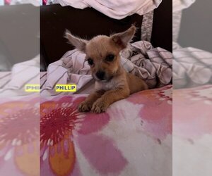 Chihuahua-Unknown Mix Dogs for adoption in Woodland Hills, CA, USA