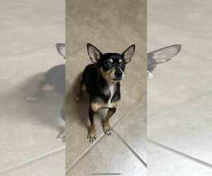 Chihuahua-Unknown Mix Dogs for adoption in Morganville, NJ, USA