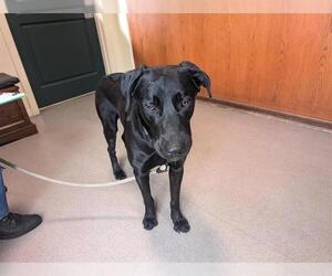 Labrador Retriever Dogs for adoption in Pasadena, CA, USA