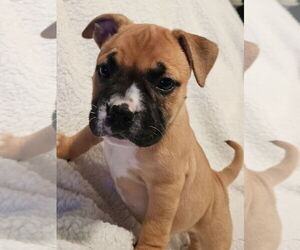 Bulldog Dogs for adoption in St. Louis Park, MN, USA