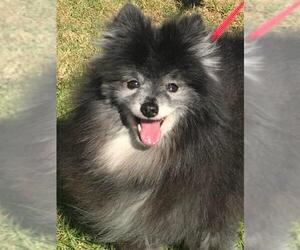 Pomeranian Dogs for adoption in Irvine, CA, USA