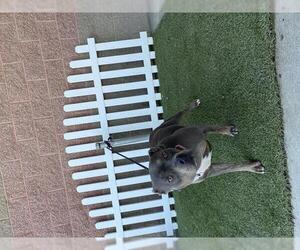 American Pit Bull Terrier Dogs for adoption in Modesto, CA, USA