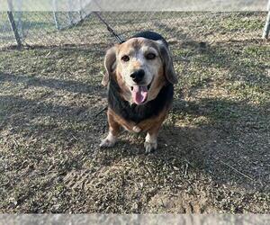 Beagle-Unknown Mix Dogs for adoption in Ocala, FL, USA
