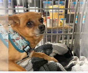 Chihuahua-Unknown Mix Dogs for adoption in Salt Lake City, UT, USA
