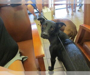 German Shepherd Dog-Unknown Mix Dogs for adoption in Ocala, FL, USA