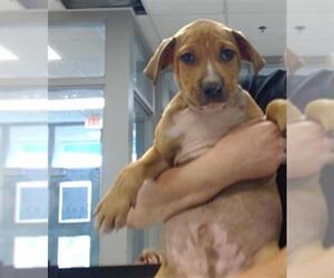 American Pit Bull Terrier-Unknown Mix Dogs for adoption in Oklahoma City, OK, USA