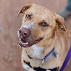 Catahoula Leopard Dog-Red Heeler Mix Dogs for adoption in Kanab, UT, USA