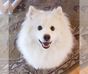 American Eskimo Dog Dogs for adoption in Pikesville, MD, USA