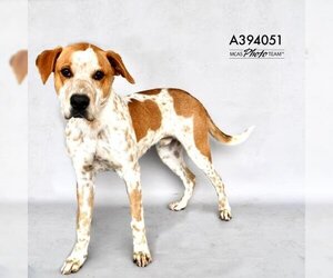 Pointer Dogs for adoption in Conroe, TX, USA