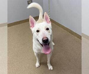 German Shepherd Dog-Unknown Mix Dogs for adoption in Aurora, CO, USA