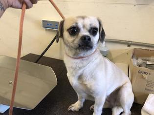 Pug Dogs for adoption in Camarillo, CA, USA
