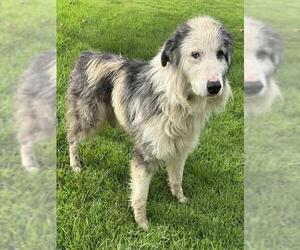 Australian Shepherd Dogs for adoption in Riverside, CA, USA