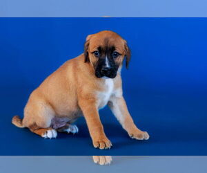 Labrador Retriever-Unknown Mix Dogs for adoption in The Woodlands, TX, USA