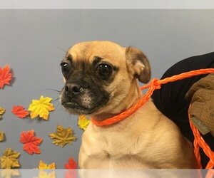 Chug Dogs for adoption in Orange, CA, USA