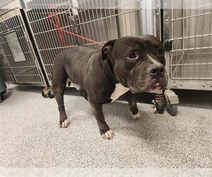 Mutt Dogs for adoption in Houston, TX, USA