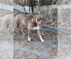American Pit Bull Terrier Dogs for adoption in Bakersfield, CA, USA