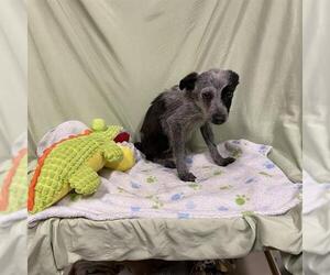 Australian Cattle Dog-Unknown Mix Dogs for adoption in Modesto, CA, USA