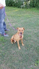 Chinese Shar-Pei-Finnish Spitz Mix Dogs for adoption in Granby, MO, USA