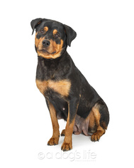 Rottweiler Dogs for adoption in Tempe, AZ, USA