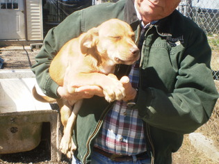 Medium Photo #1 Labrador Retriever-Unknown Mix Puppy For Sale in Curwensville, PA, USA