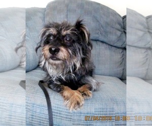 Dachshund-Unknown Mix Dogs for adoption in Altus, OK, USA