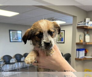 Shih Tzu-Unknown Mix Dogs for adoption in Bolivar, MO, USA
