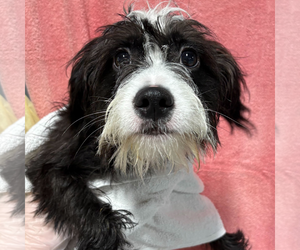 Mutt Dogs for adoption in Woodbury, NY, USA