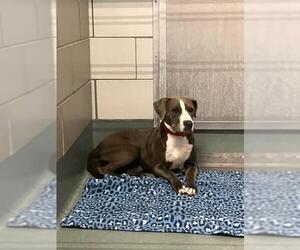 Mutt Dogs for adoption in Baytown, TX, USA