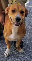Corgi Basset Dogs for adoption in Brunswick, GA, USA