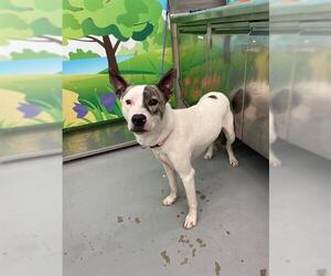 Mutt Dogs for adoption in Waco, TX, USA