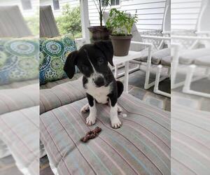 Border Collie-Retriever  Mix Dogs for adoption in Bellmawr, NJ, USA